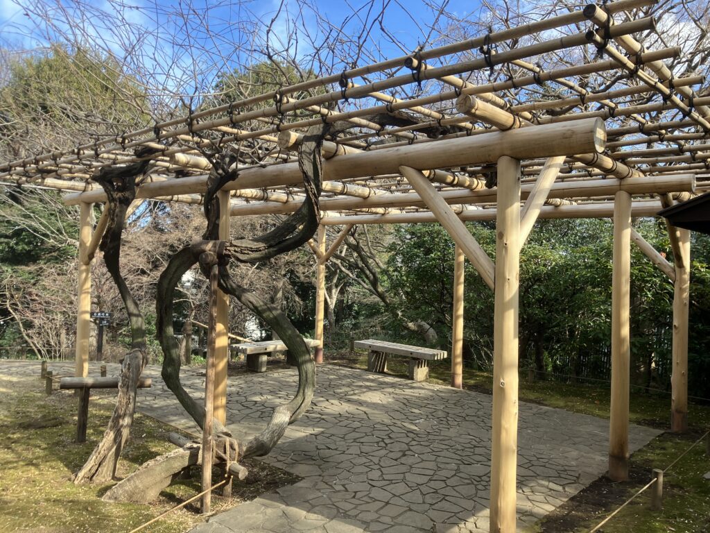 殿ヶ谷戸庭園の藤棚