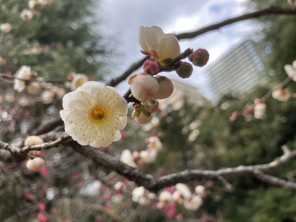 殿ヶ谷戸庭園の梅の花